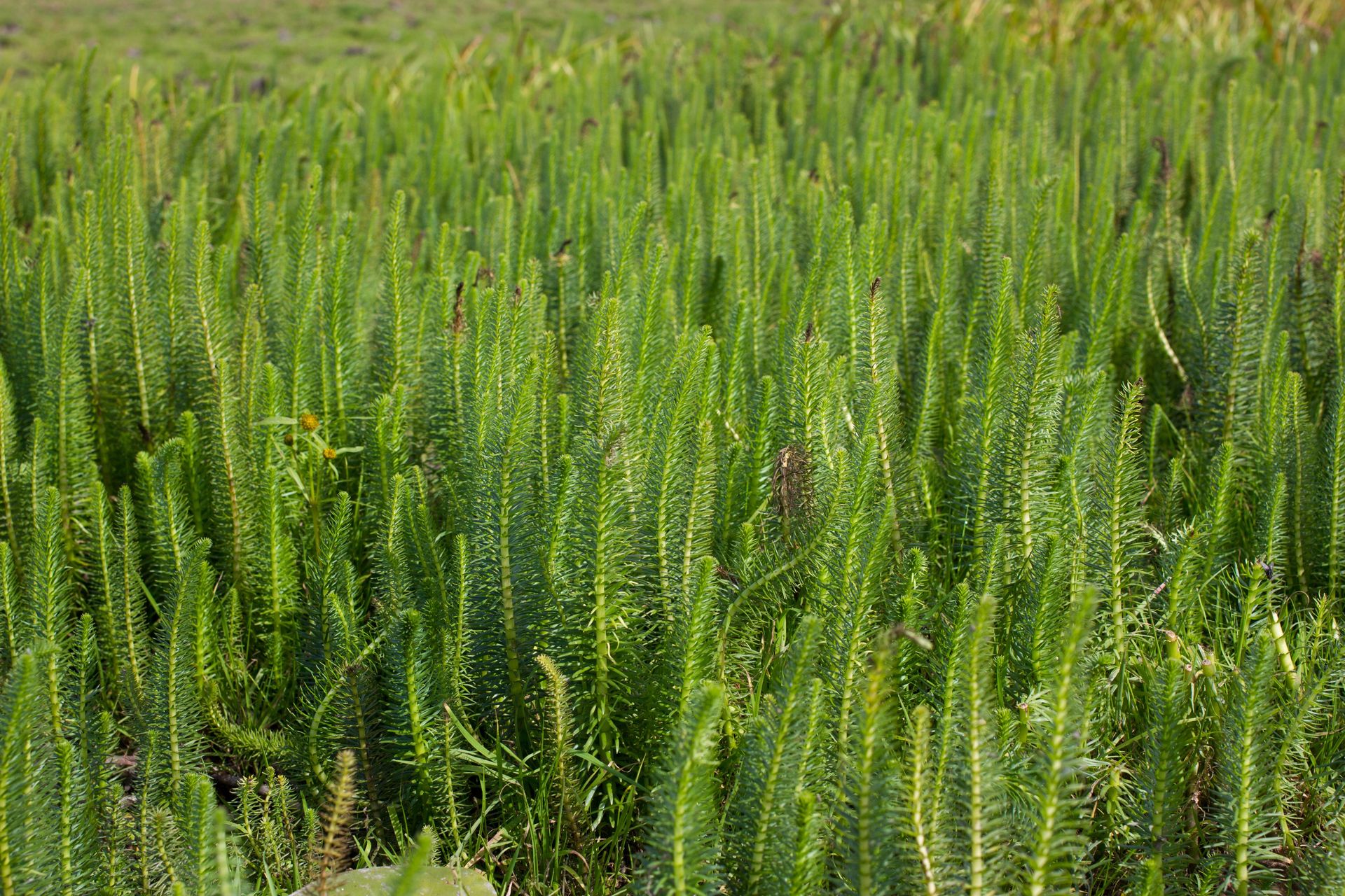 Marestail, Horseweed, weed, farmers